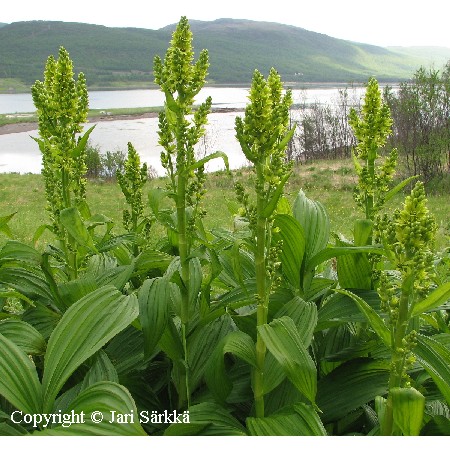 Veratrum album ssp. lobelianum